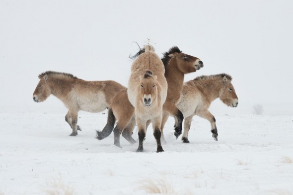 National Geographic опубликовал фото лошадей Пржевальского из Оренбургского заповедника