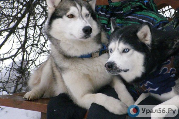 В России предложили создать игровые площадки для собак, спецмаршруты в парках, а также урны для отходов животных