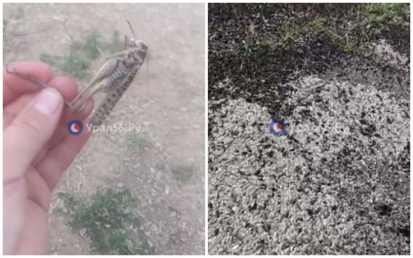 «Саранча начинает прыгать на огородах»: жители Оренбургской области поделились кадрами атаки насекомых