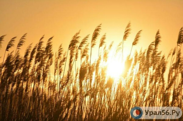 Жара до +34 градусов ожидается в Оренбургской области 12 июня 