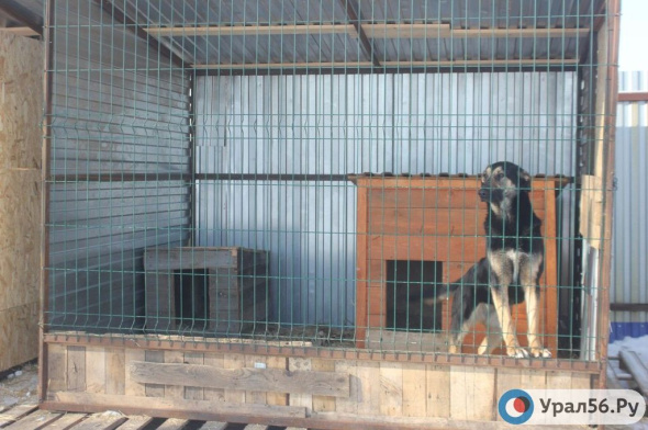 В России могут начать штрафовать должностных лиц, которые должны были построить приюты для животных, но не сделали этого