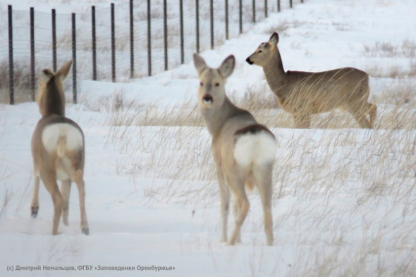 «Почти как домашние овечки»: в Оренбургском заповеднике рассказали о необычном поведении косуль во время зимы
