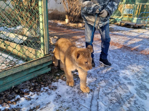 Львенка, которого незаконно пытались вывезти из Оренбургской области в Казахстан, назвали Цезарем. Его отправят в зоопарк Ульяновска