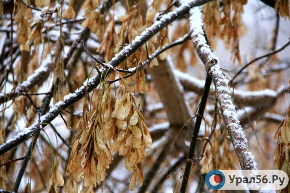 В Оренбургской области на новой неделе пойдет снег