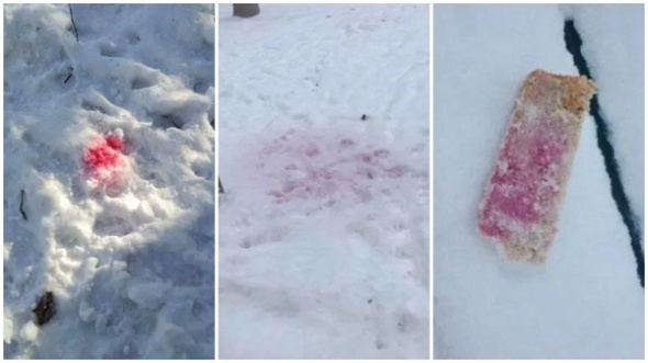 «Это просто жесть, я собаку сюда не подпускаю»: жители Орска снова заметили красную «отраву» на снегу