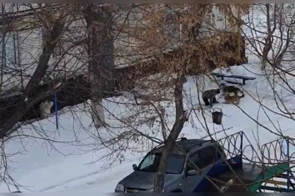 Он плакал и кричал «Спасите!»: в Оренбурге стая собак окружила школьника (видео очевидцев)